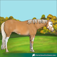 Horse Color:Palomino Splash 