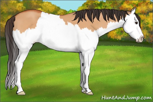 Horse Color:Bay Dun Splash
