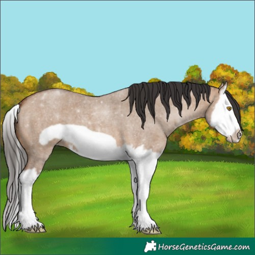 Horse Color:Bay Roan Dun Splash Frame 