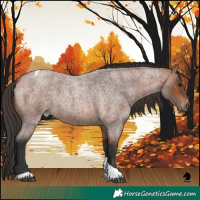 Horse Color:Bay Roan Tobiano Rabicano 