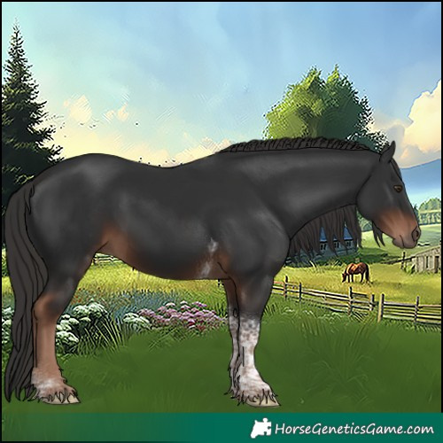 Horse Color:Liver Chestnut Tobiano