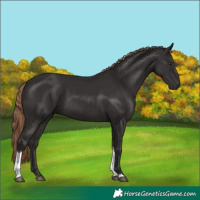 Horse Color:Liver Chestnut Tobiano