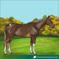Horse Color:Chocolate Palomino Tobiano 
