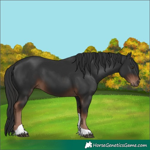 Horse Color:Liver Chestnut Tobiano 
