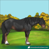 Horse Color:Liver Chestnut Tobiano 
