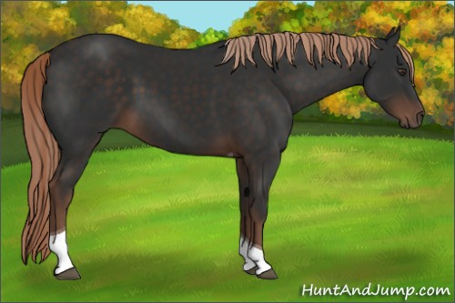 Horse Color:Liver Chestnut Tobiano 