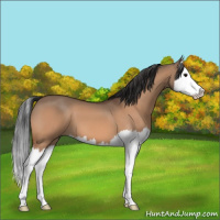 Horse Color:Bay Dun Splash 