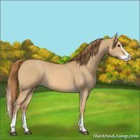 Horse Color:Red Dun Splash 
