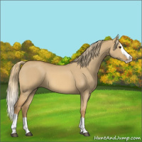 Horse Color:Red Dun Splash 