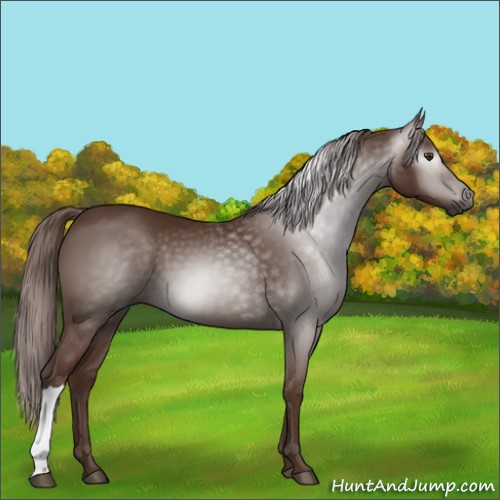 Horse Color:Gray Chestnut 