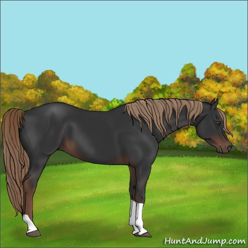 Horse Color:Liver Chestnut Tobiano