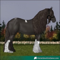 Horse Color:Liver Chestnut Tobiano 