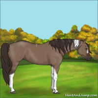 Horse Color:Liver Red Dun Tobiano