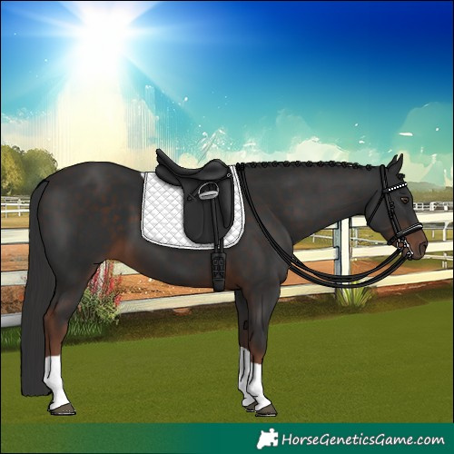 Horse Color:Liver Chestnut Tobiano 