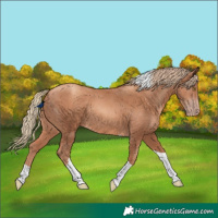 Horse Color:Gold Champagne Tobiano 
