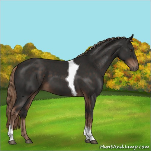 Horse Color:Liver Chestnut Tobiano 