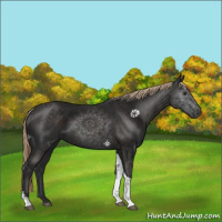 Horse Color:Liver Chestnut Tobiano 