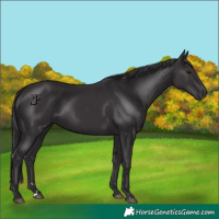 Horse Color:Smoky Black