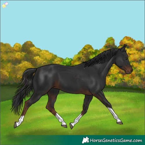 Horse Color:Liver Chestnut Tobiano