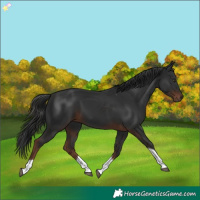 Horse Color:Liver Chestnut Tobiano 