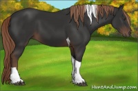 Horse Color:Liver Chestnut Tobiano 