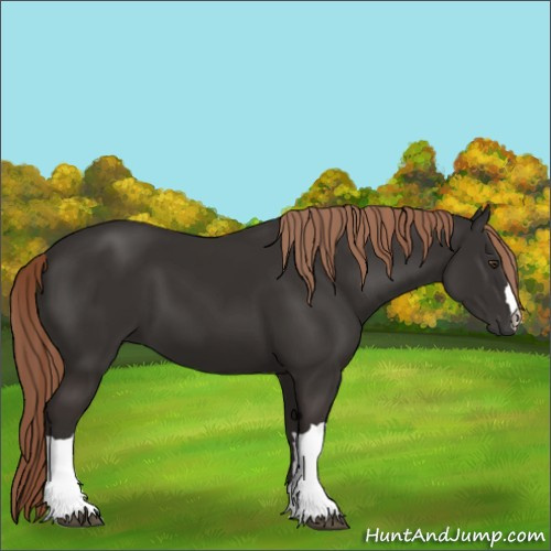 Horse Color:Liver Chestnut 