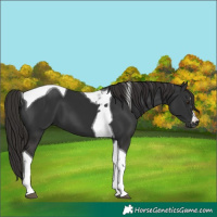 Horse Color:Liver Chestnut Tobiano