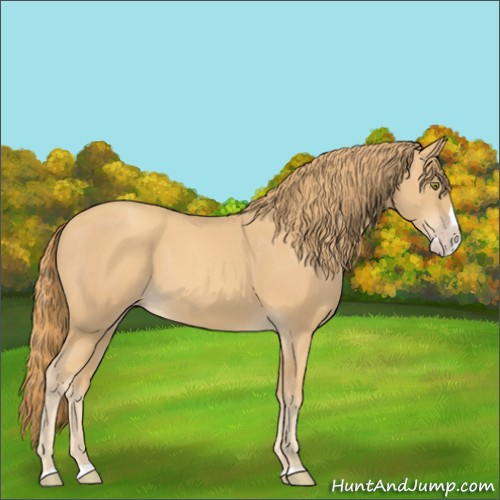 Horse Color:Gold Champagne Splash