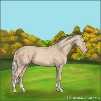 Horse Color:Cremello Tobiano 