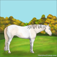 Horse Color:Perlino Dun Tobiano 