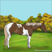 Horse Color:Chocolate Palomino Tobiano 