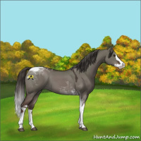 Horse Color:Liver Red Dun Sabino Splash Tobiano 