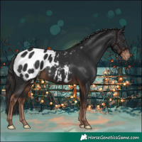 Horse Color:Liver Chestnut Appaloosa 