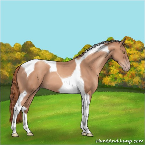 Horse Color:Gold Champagne Tobiano 
