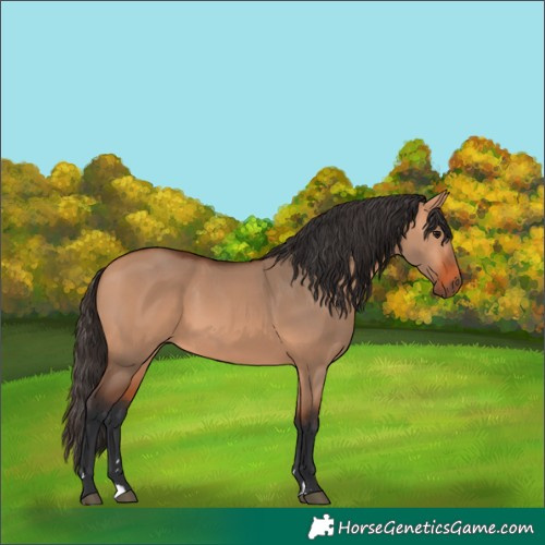 Horse Color:Bay Dun 