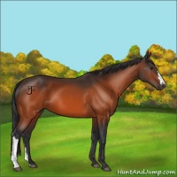 Horse Color:Brown 
