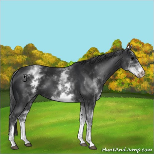 Horse Color:White Spotted Black 