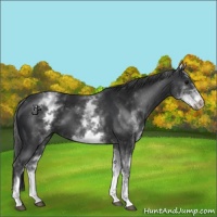 Horse Color:White Spotted Black 