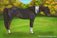 Horse Color:Liver Chestnut Tobiano 