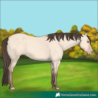 Horse Color:Amber Champagne Dun 