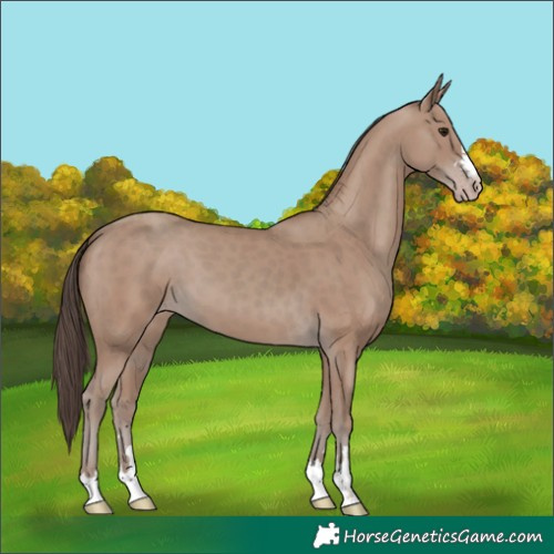 Horse Color:Classic Champagne 