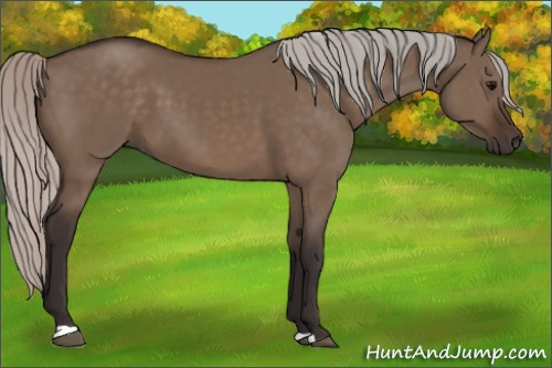 Horse Color:Silver Brown Dun 