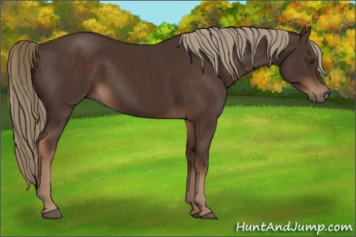 Horse Color:Liver Chestnut 