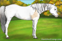 Horse Color:White Spotted Bay Dun Rabicano  and White Spotted Bay Dun Splash Rabicano 