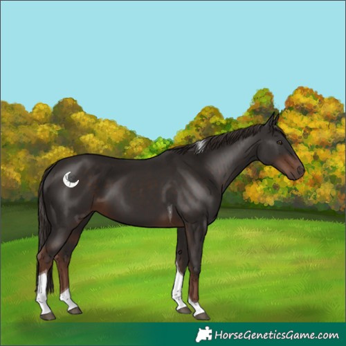 Horse Color:Liver Chestnut Tobiano 