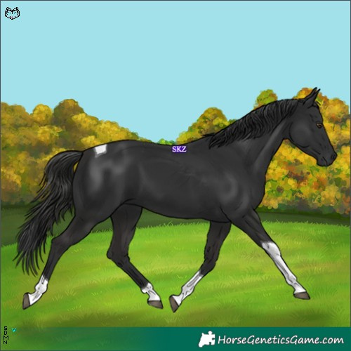 Horse Color:Liver Chestnut Tobiano 