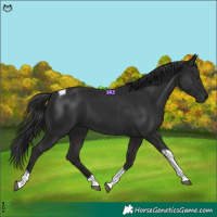 Horse Color:Liver Chestnut Tobiano 