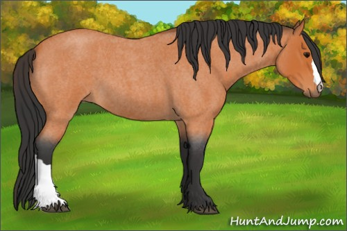 Horse Color:Bay Roan 