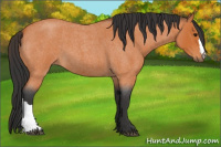 Horse Color:Bay Roan 