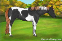 Horse Color:Liver Chestnut Tobiano 